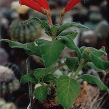 Sinningia cardinalis