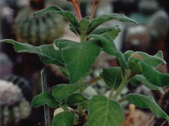 Sinningia cardinalis