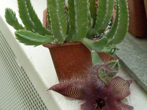 Stapelia  asterias