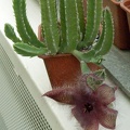 Stapelia  asterias