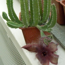 Stapelia  asterias