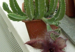 Stapelia  asterias