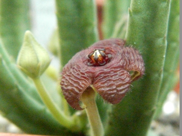 Stapelia  scitula PEH 2226