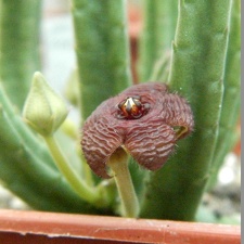 Stapelia  scitula PEH 2226