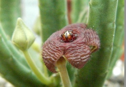 Stapelia  scitula PEH 2226