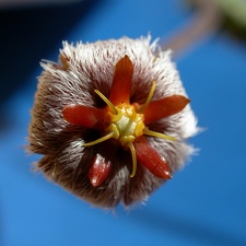 Stapelia erectiflora EA 865 ES 3631