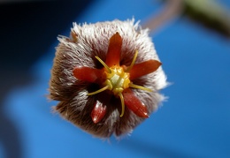 Stapelia erectiflora EA 865 ES 3631