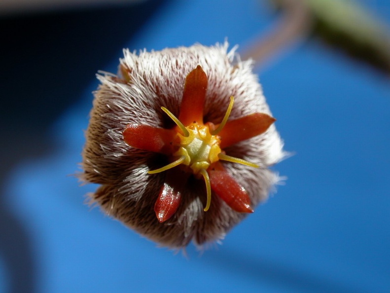 Stapelia erectiflora EA 865 ES 3631