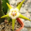 Stapelia flavopurpurea