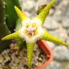 Stapelia flavopurpurea