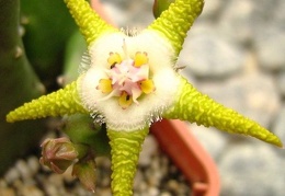 Stapelia flavopurpurea