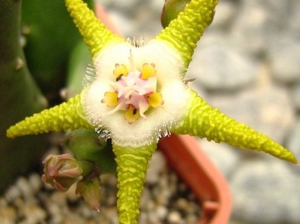 Stapelia flavopurpurea