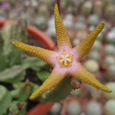 Stapelia flavopurpurea 001