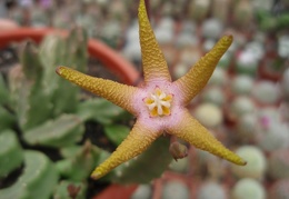 Stapelia flavopurpurea 001