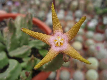 Stapelia flavopurpurea 001