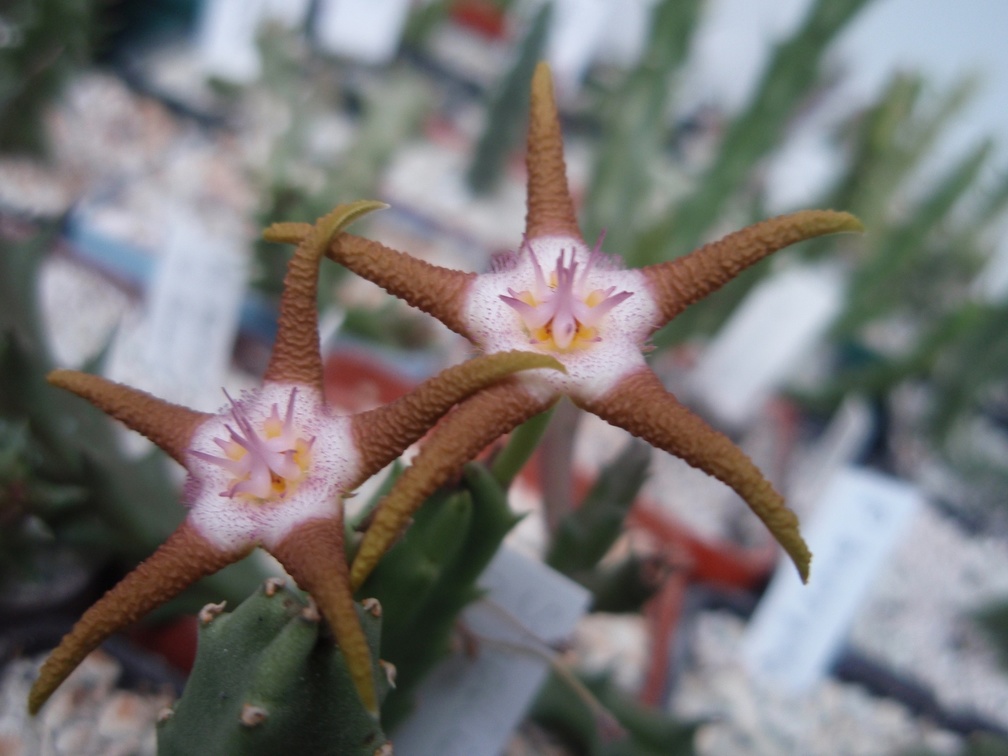 Stapelia flavopurpurea brown