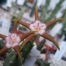 Stapelia flavopurpurea brown