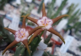 Stapelia flavopurpurea brown