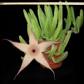 Stapelia gigantea