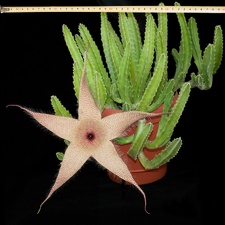 Stapelia gigantea