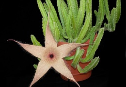 Stapelia gigantea