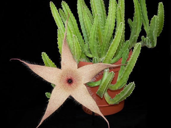 Stapelia gigantea