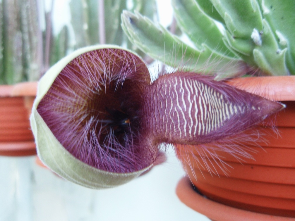 Stapelia hirsuta