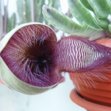 Stapelia hirsuta