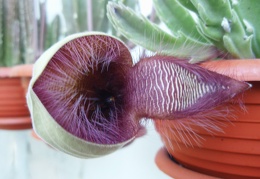 Stapelia hirsuta