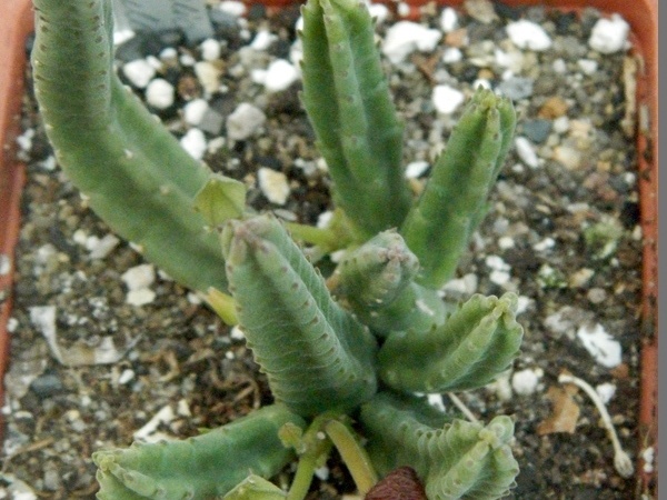 Stapelia scitula  PEH 2226-01