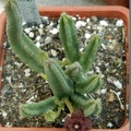 Stapelia scitula  PEH 2226-01