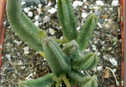 Stapelia scitula  PEH 2226-01