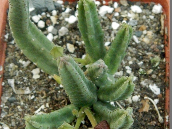 Stapelia scitula  PEH 2226-01