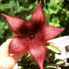 Stapelia sp  
