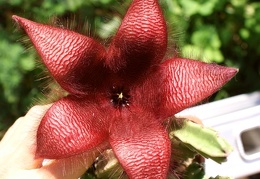 Stapelia sp  