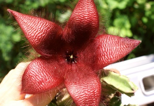 Stapelia sp  