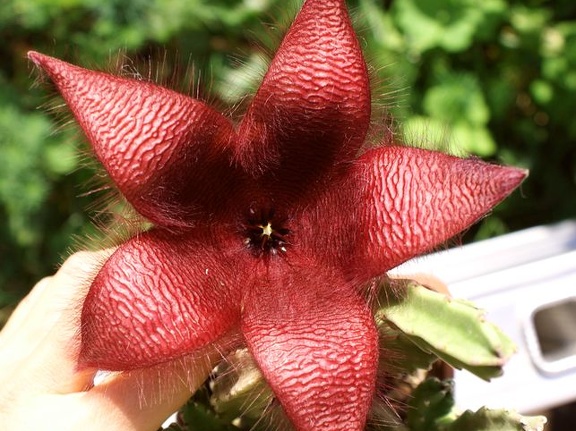 Stapelia sp  
