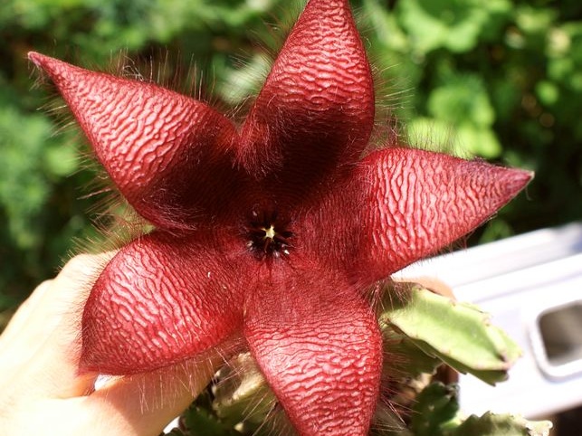 Stapelia sp  