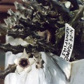 Stapelianthus arenarius