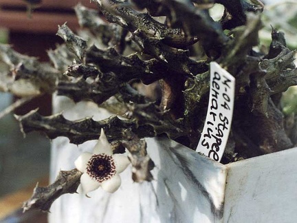 Stapelianthus arenarius