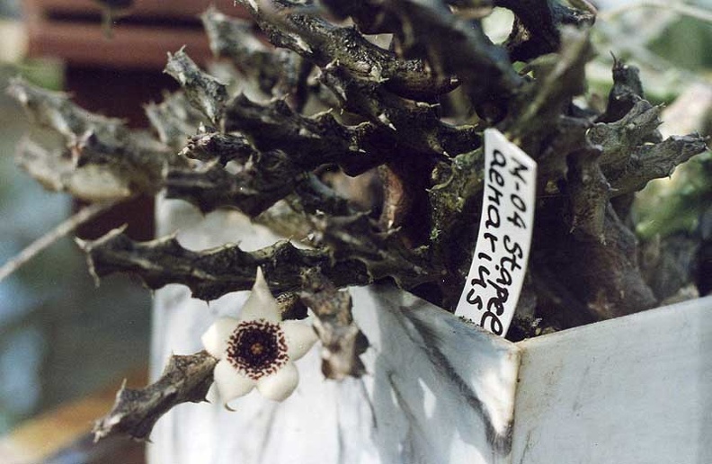 Stapelianthus-aenarius.jpg