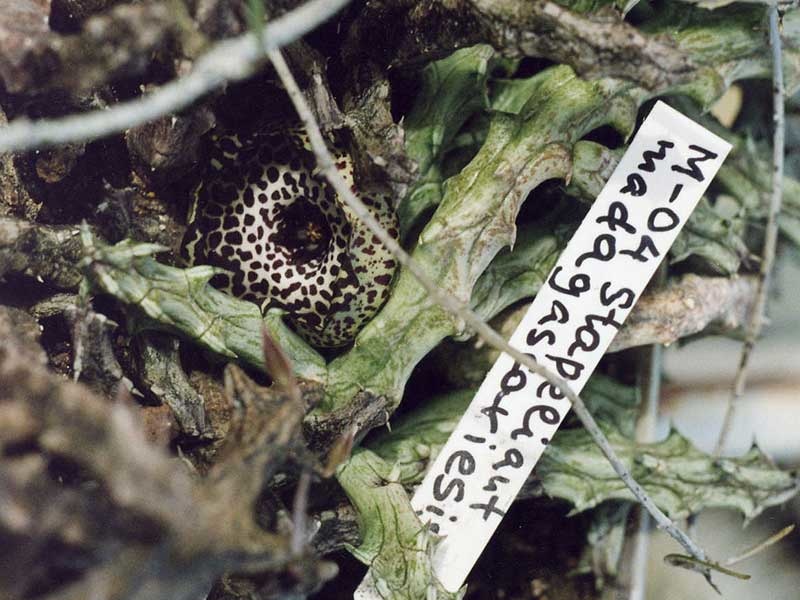 Stapelianthus madagascariensis