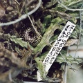 Stapelianthus madagascariensis