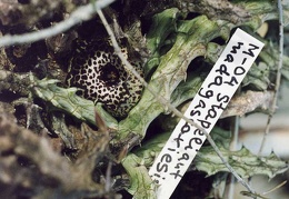 Stapelianthus madagascariensis