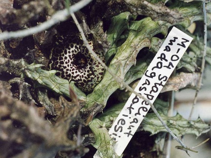 Stapelianthus madagascariensis