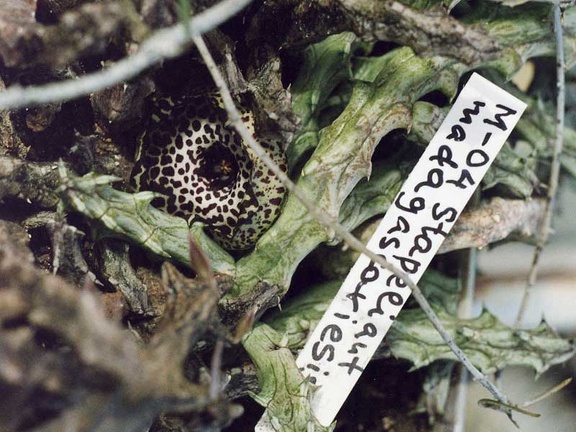 Stapelianthus madagascariensis