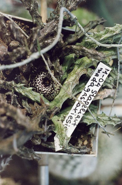 Stapelianthus-madagascarien.jpg