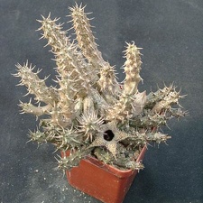 Stapelianthus decarii