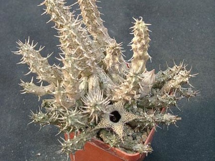 Stapelianthus decarii