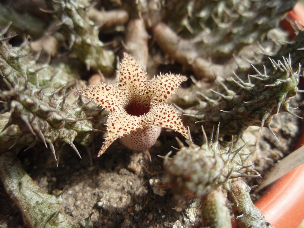 Stapelianthus decaryi